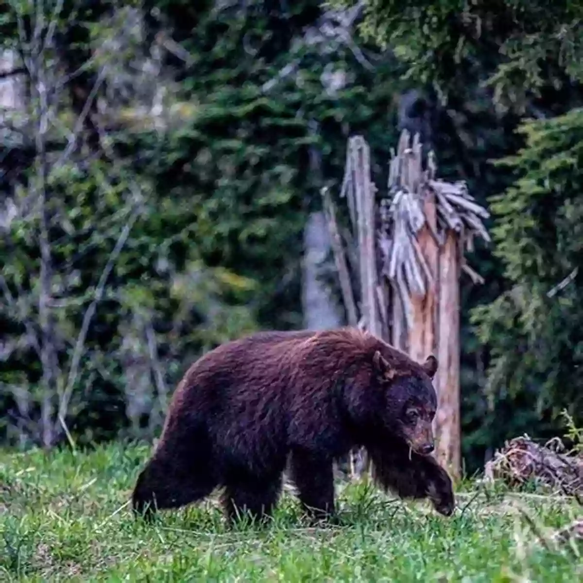 Tour Participants Observing Brown Bears From A Safe Distance Arabellas Adventures: The Big Bear Rescue (Brown Bear Adventure S 1)