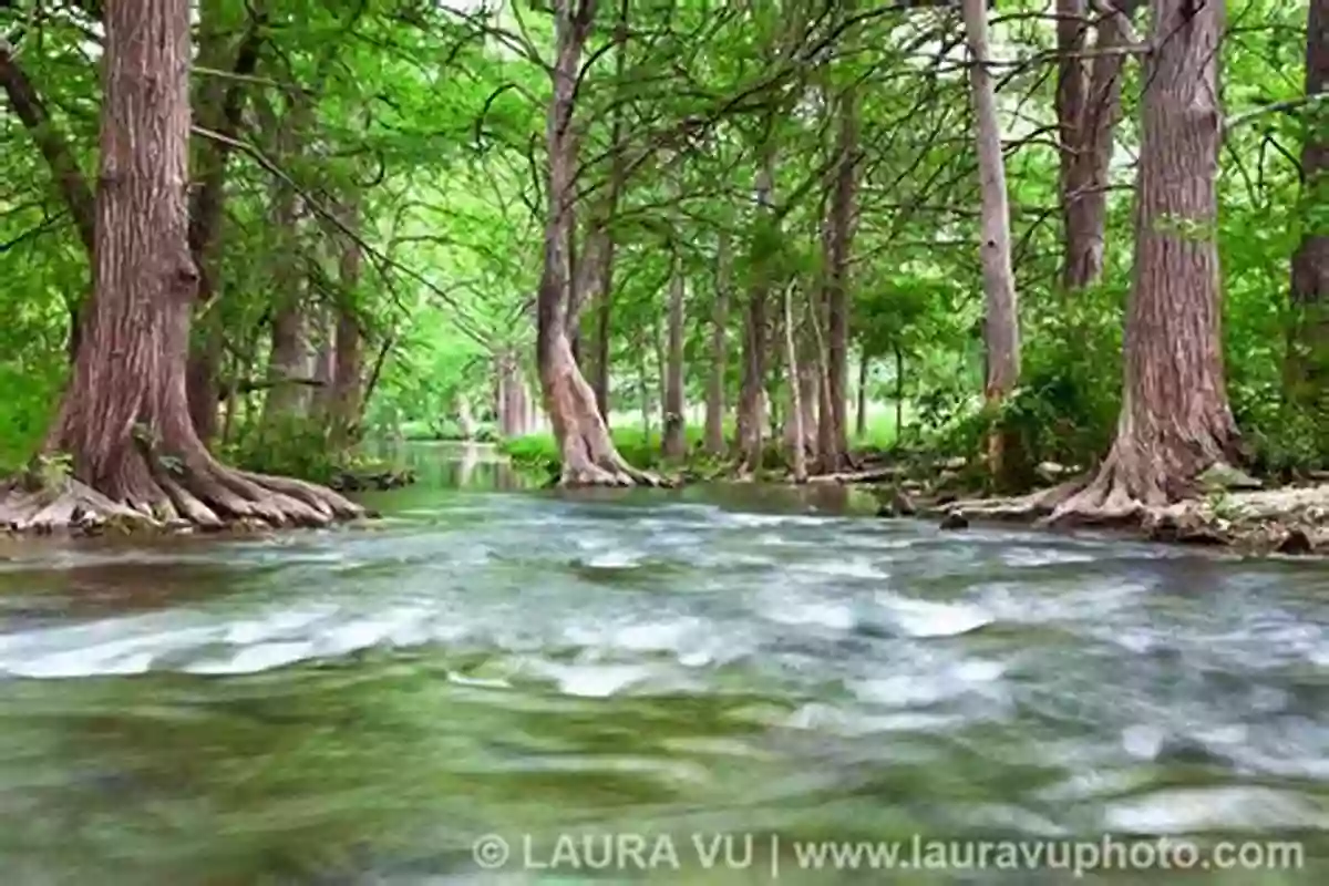 Towering Cypress Trees Creating A Breathtaking Canopy Along The Blanco River The Blanco River (River Sponsored By The Meadows Center For Water And The Environment Texas State University)