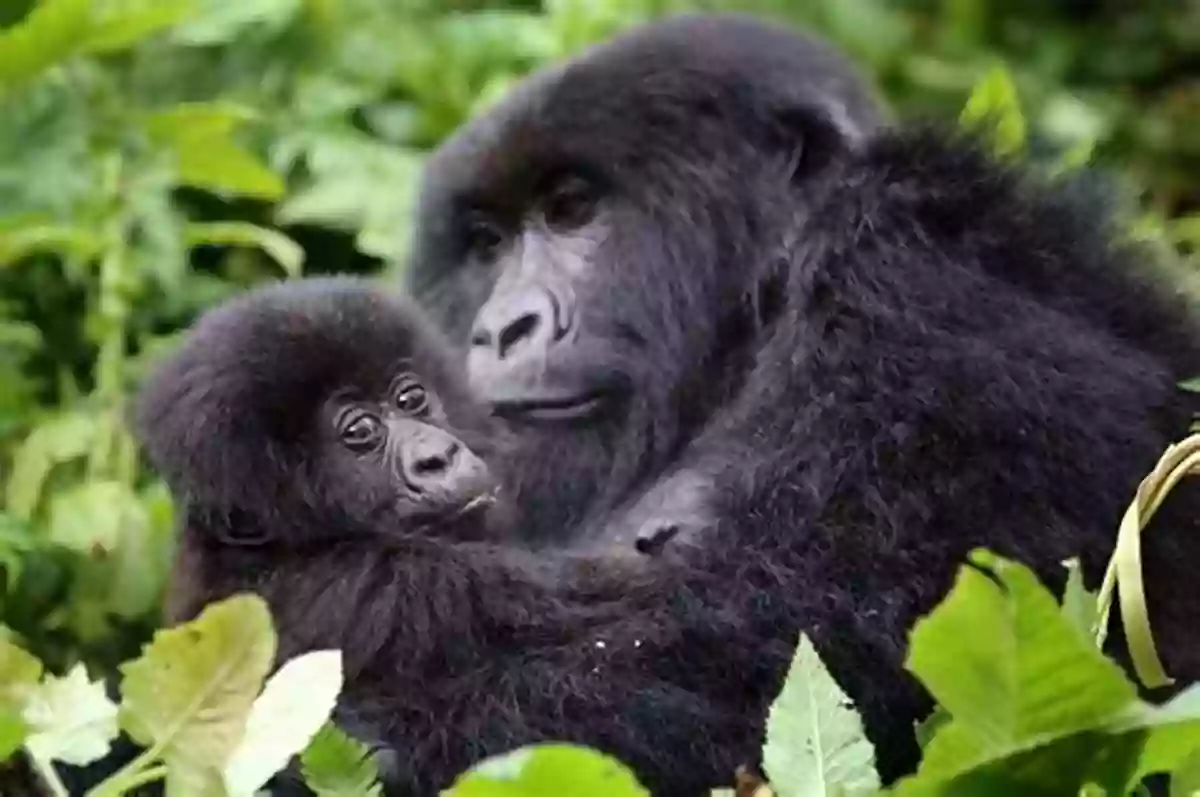 Tracking Gorillas In Rwanda Epic Expeditions: 25 Great Explorations Into The Unknown