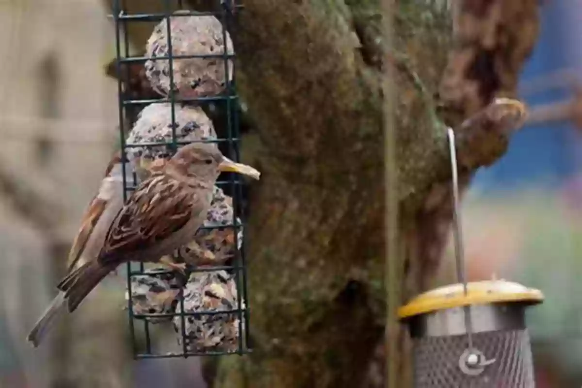 Urban Evolution Sparrow With Longer Beak Darwin Comes To Town: How The Urban Jungle Drives Evolution