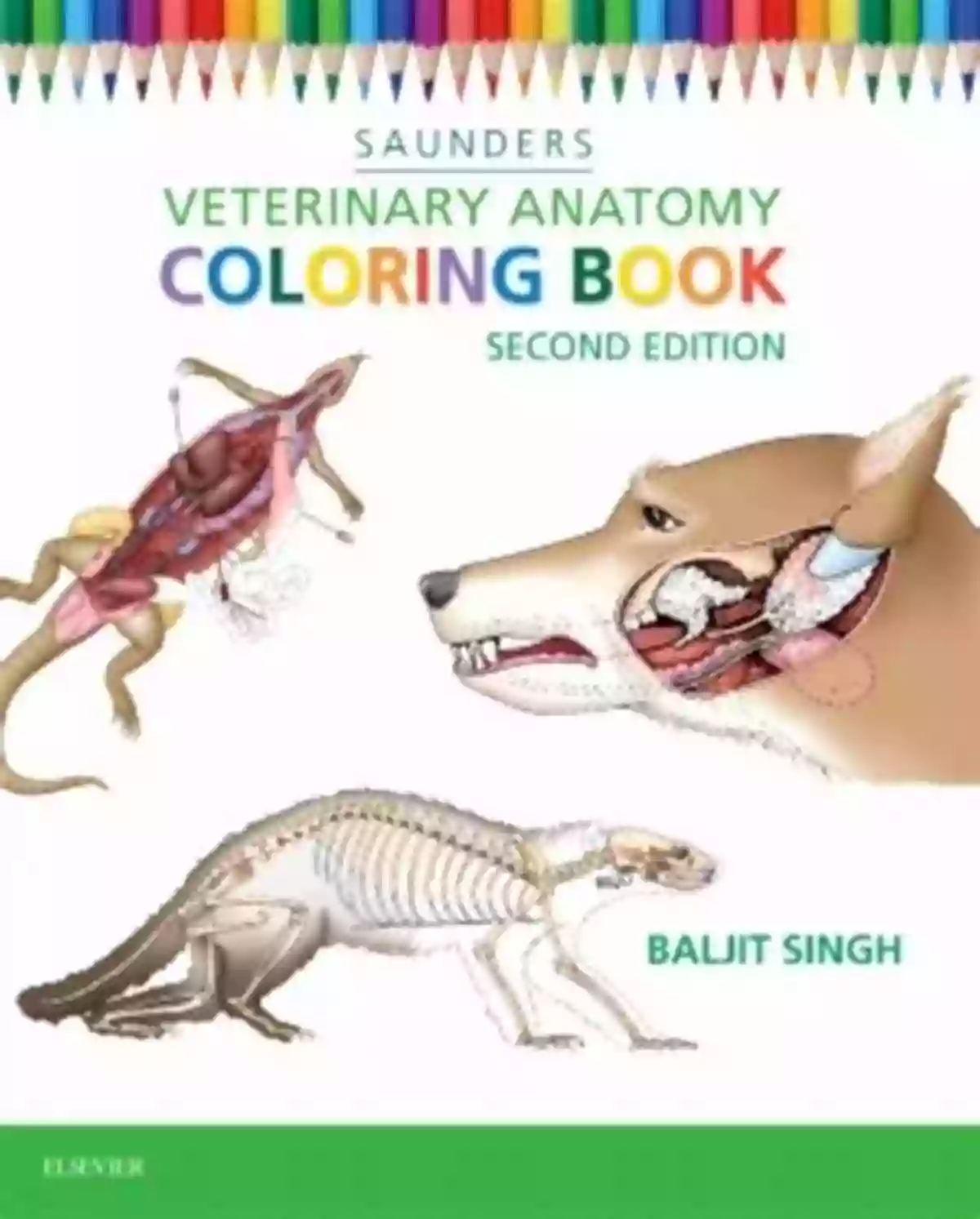 Veterinary Anatomy Coloring Book Cover Veterinary Anatomy Coloring Dog Anatomy Veterinary Physiology Workbook: 70 Pages 8 5 X 11 For Vet Nurses And Students