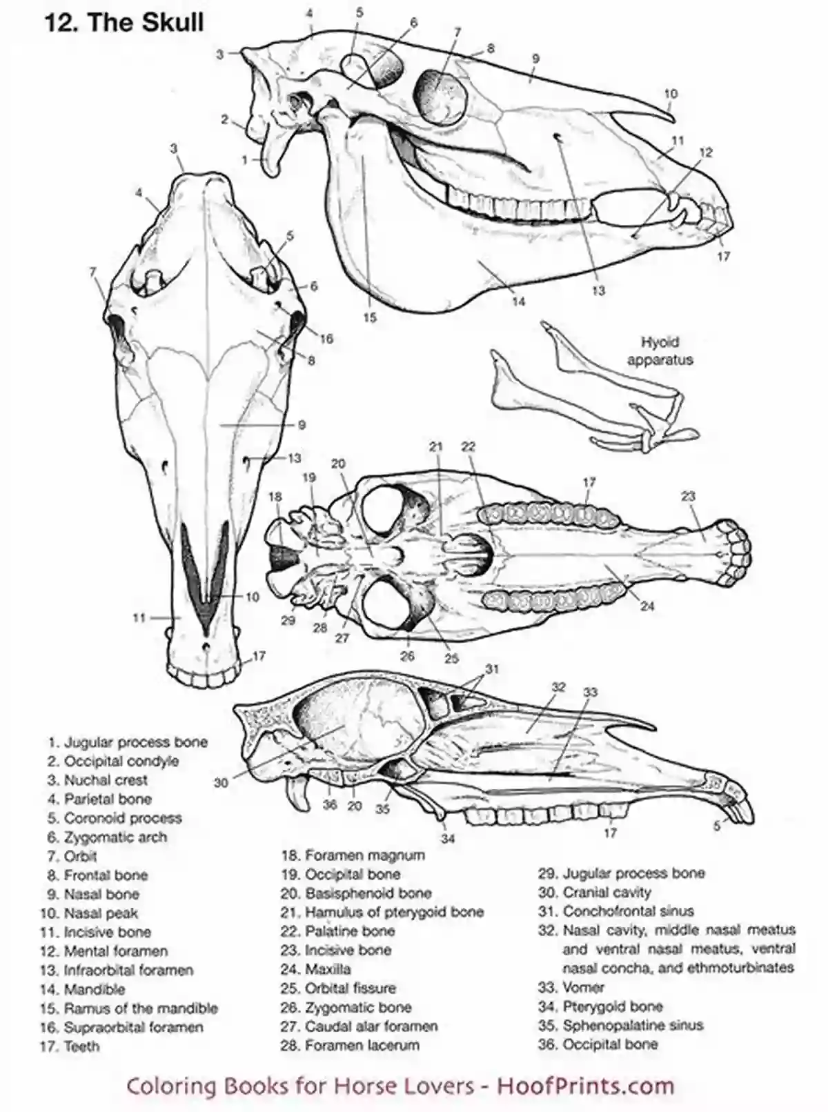 Veterinary Anatomy Coloring Book Sample Page Veterinary Anatomy Coloring Dog Anatomy Veterinary Physiology Workbook: 70 Pages 8 5 X 11 For Vet Nurses And Students