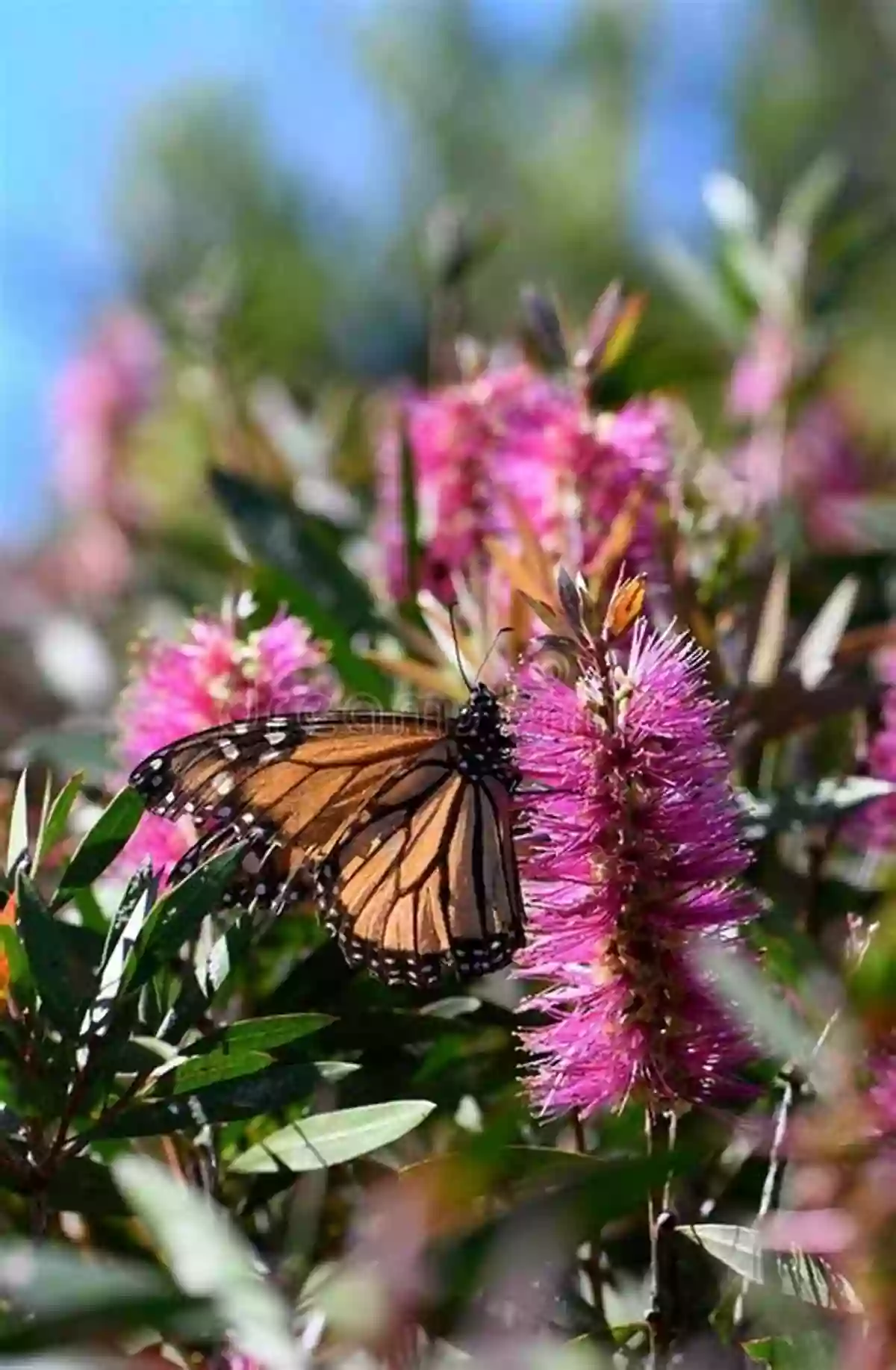 Vibrant Butterflies Feeding On Flowers In A Garden Dinosaurs: Fun Facts Photos Of Animals For Kids (Discover Our Planet Series)