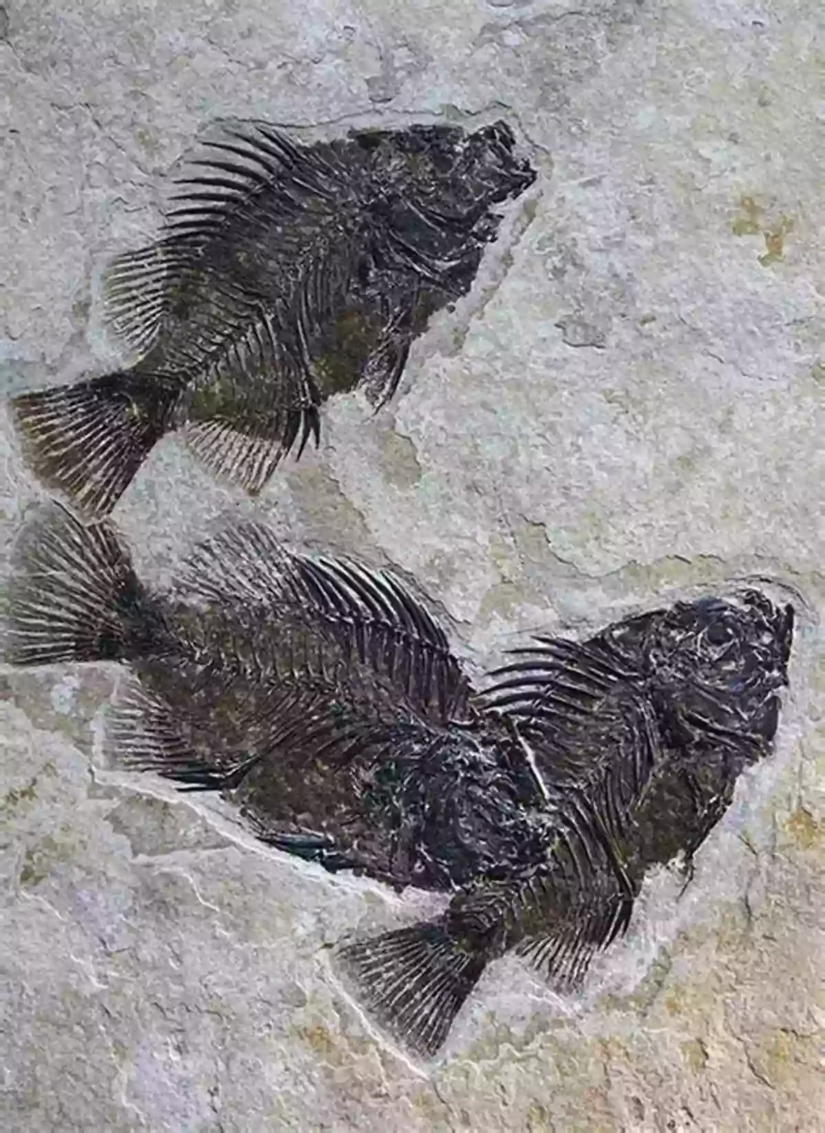 Well Preserved Fish Fossils Found In Fossil Butte National Monument The Geological History Of Fossil Butte National Monument And Fossil Basin