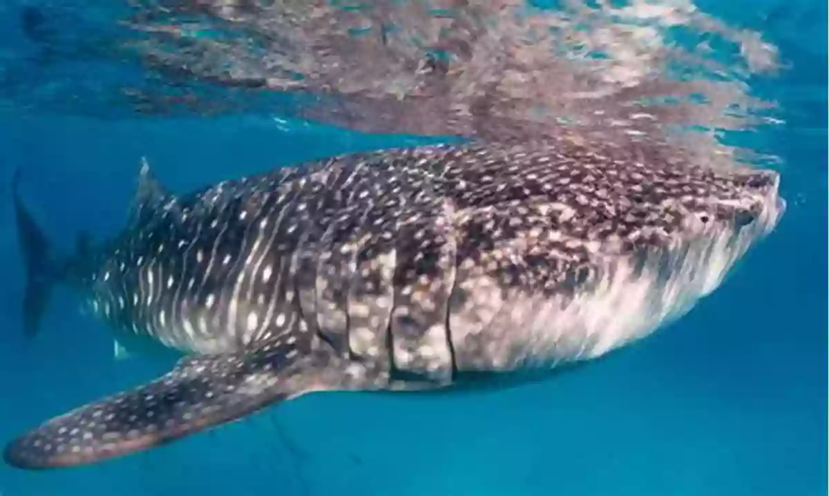 Whale Shark Swimming Near The Surface Amazing Fun Facts About Sharks For Kids With Over 25 Pictures Photos Of Sharks