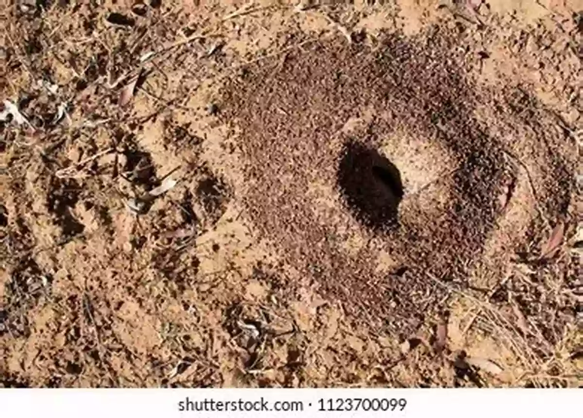 Wilbert's Cozy Burrow In The Australian Outback Wilbert The Wombat Social Distances