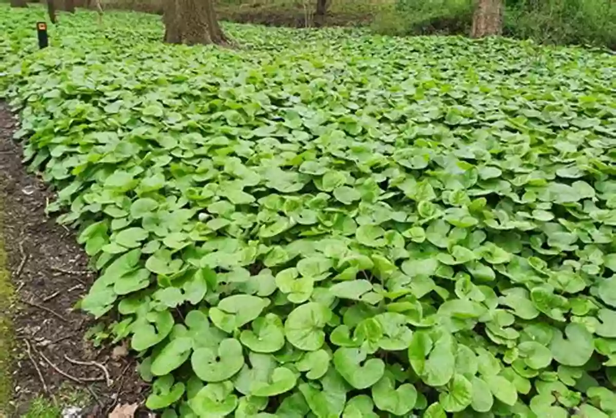 Wild Ginger A Ground Cover With Heart Shaped Leaves And Small Flowers Deer Resistant Native Plants For The Northeast