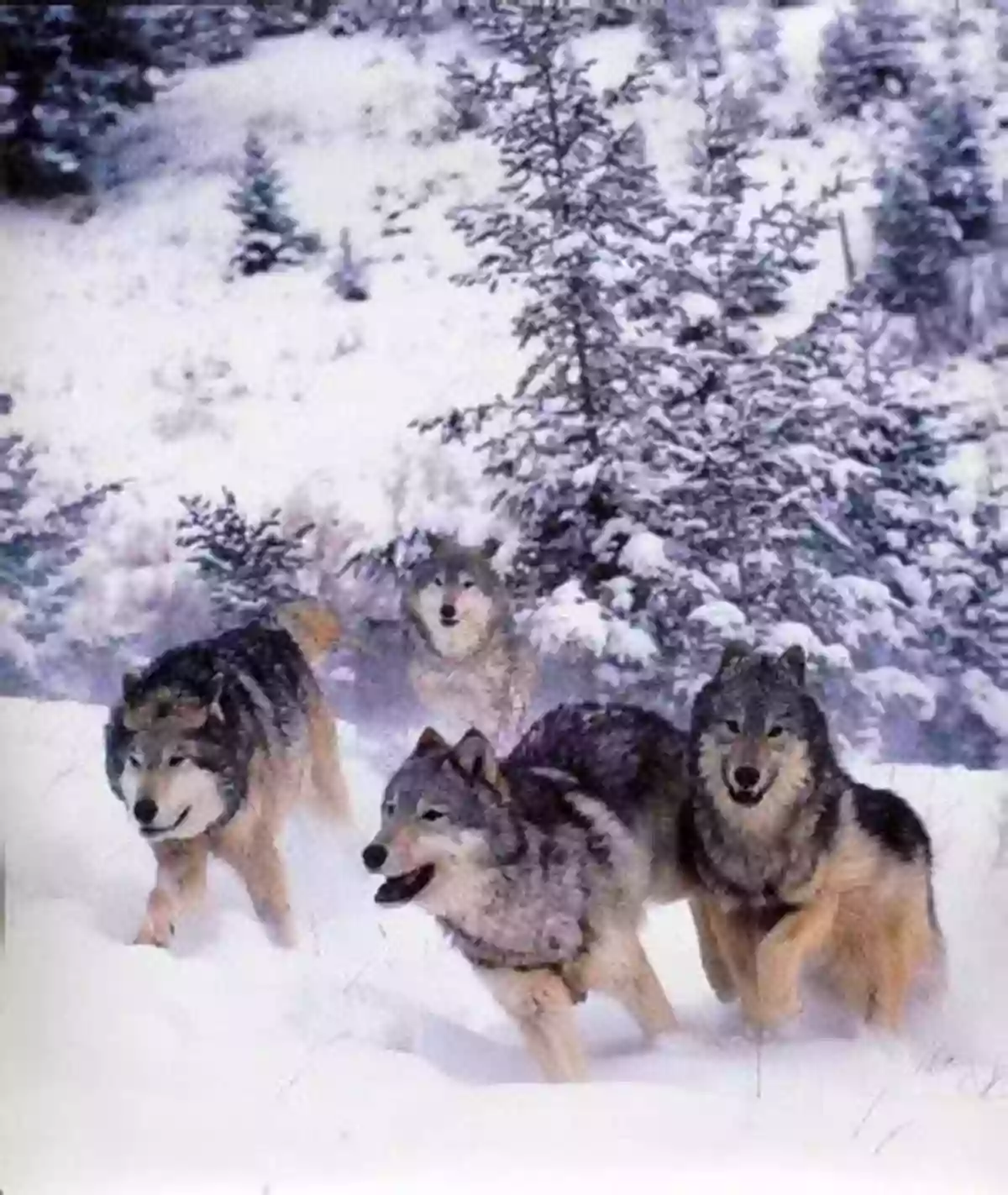 Wild Wolf Pack Running Together In The Snow Beyond Words: What Wolves And Dogs Think And Feel (A Young Reader S Adaptation)