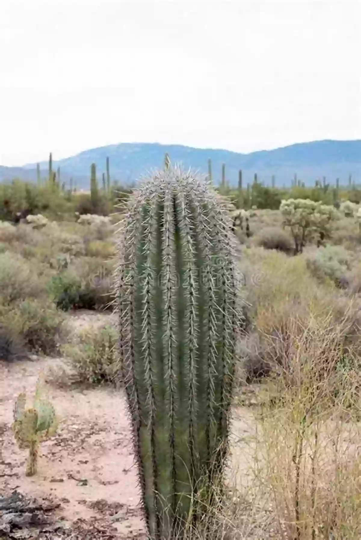 Witness The Majestic Saguaro Cacti In Earth Baby Sonoran Desert Earth Baby Sonoran Desert