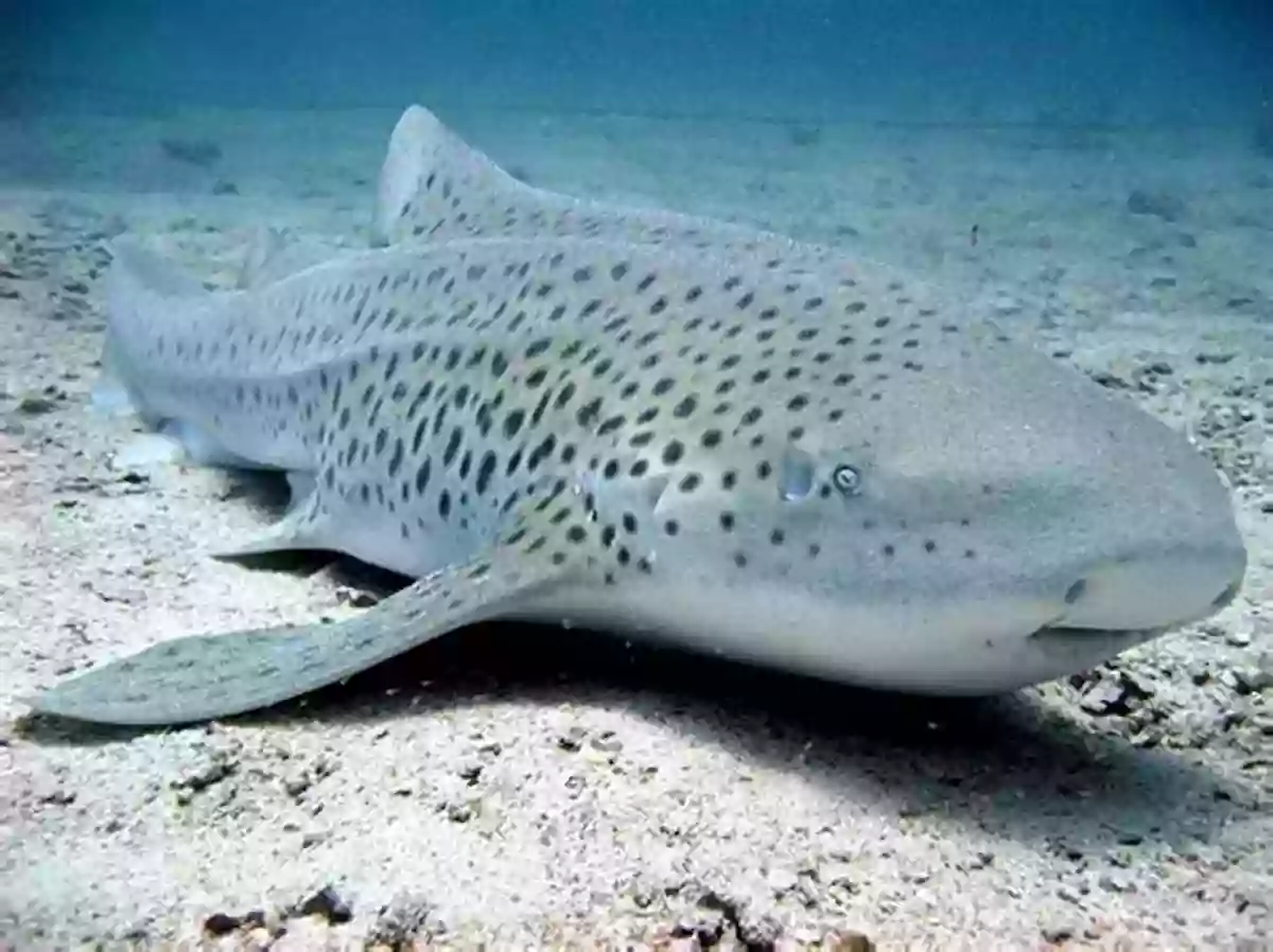 Zebra Shark In The Ocean The Alphabet ABC In The Ocean: Colorfull And Cognitive Alphabet With 80 Pictures For 2 5 Year Old Kids (Baby Children S Toddler (The Alphabet With Large Pictures)