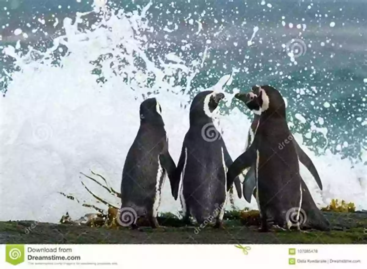 A Large Colony Of Little Penguins Gathered Together On The Rocky Terrain Little Penguin: The Emperor Of Antarctica