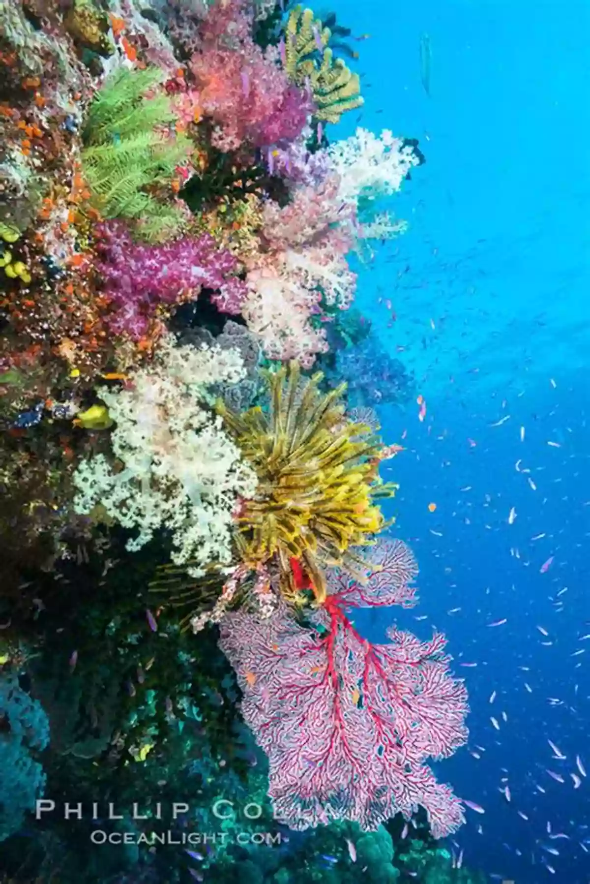 A Vibrant Coral Reef Pulsating With Life A B Sea Creatures: An Astonishing Aquatic Alphabet (Learning THINGS)