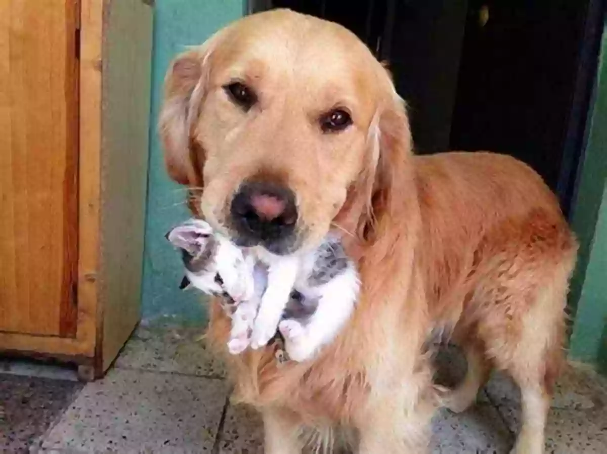 Big Dog Carrying A Small Kitten In Its Mouth Big And Small Friends: Fun And Simple Early Learning Concepts For Pre Schoolers Aged 2 5