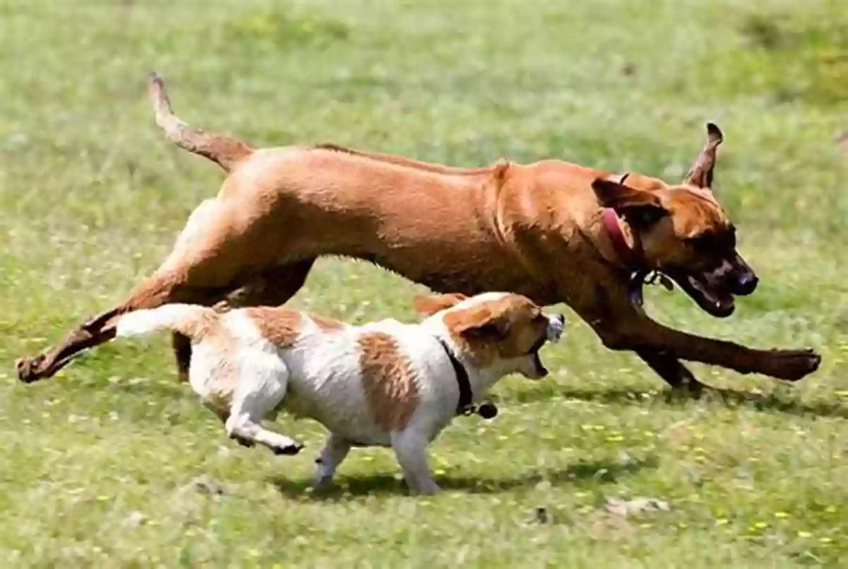 Big Dog Playing With Small Dog In The Park Big And Small Friends: Fun And Simple Early Learning Concepts For Pre Schoolers Aged 2 5