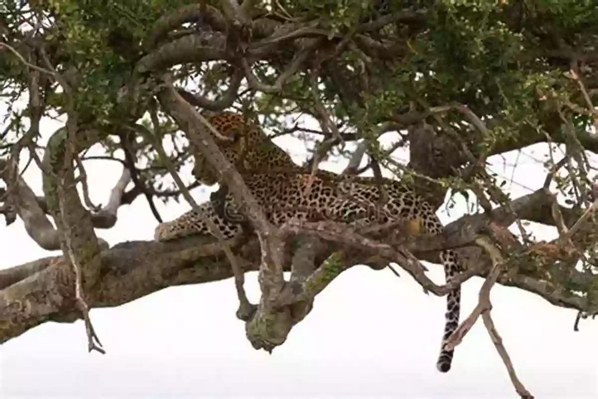 Elegant Leopard Resting On A Tree Branch African Animals (Little Scientist) Martha E H Rustad