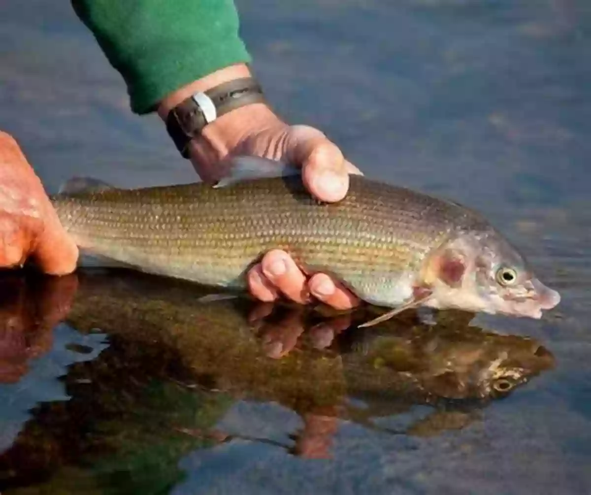 Lake Whitefish Swimming In The Freshwater Lake Erie Stories: Struggle And Survival On A Freshwater Ocean