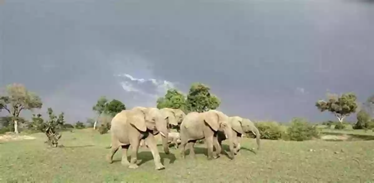 Majestic Elephant Family Walking Across The Grasslands African Animals (Little Scientist) Martha E H Rustad