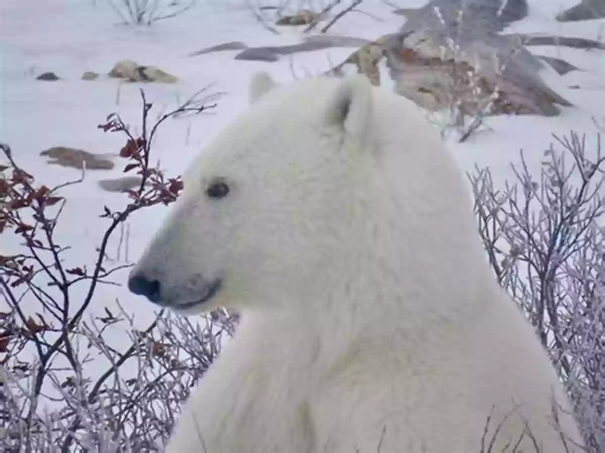 Majestic Polar Bear In The Wild Are You A Polar Bear