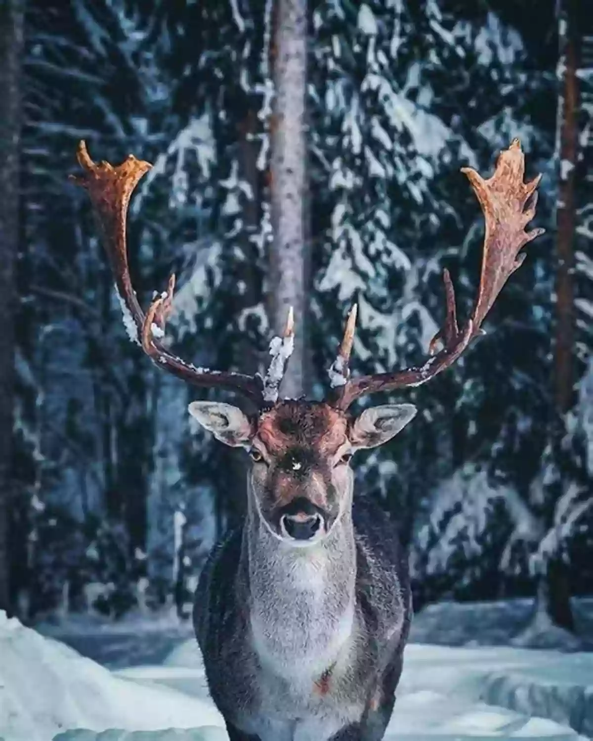 Majestic Reindeers Gracefully Walking Through A Winter Wonderland Discover Nature In Winter (Discover Nature 6)