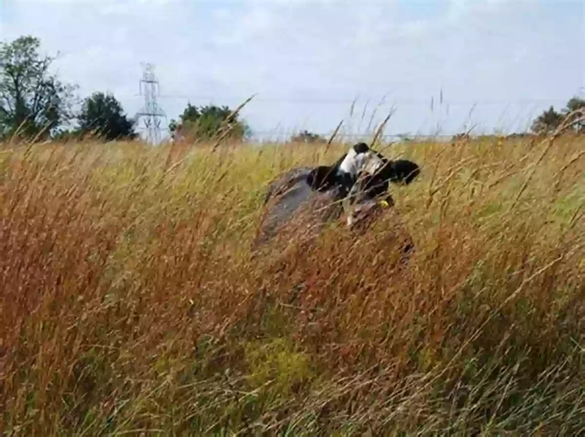 Quail Management In Cattle Country Beef Brush And Bobwhites: Quail Management In Cattle Country (Perspectives On South Texas Sponsored By Texas A M University Kingsville)