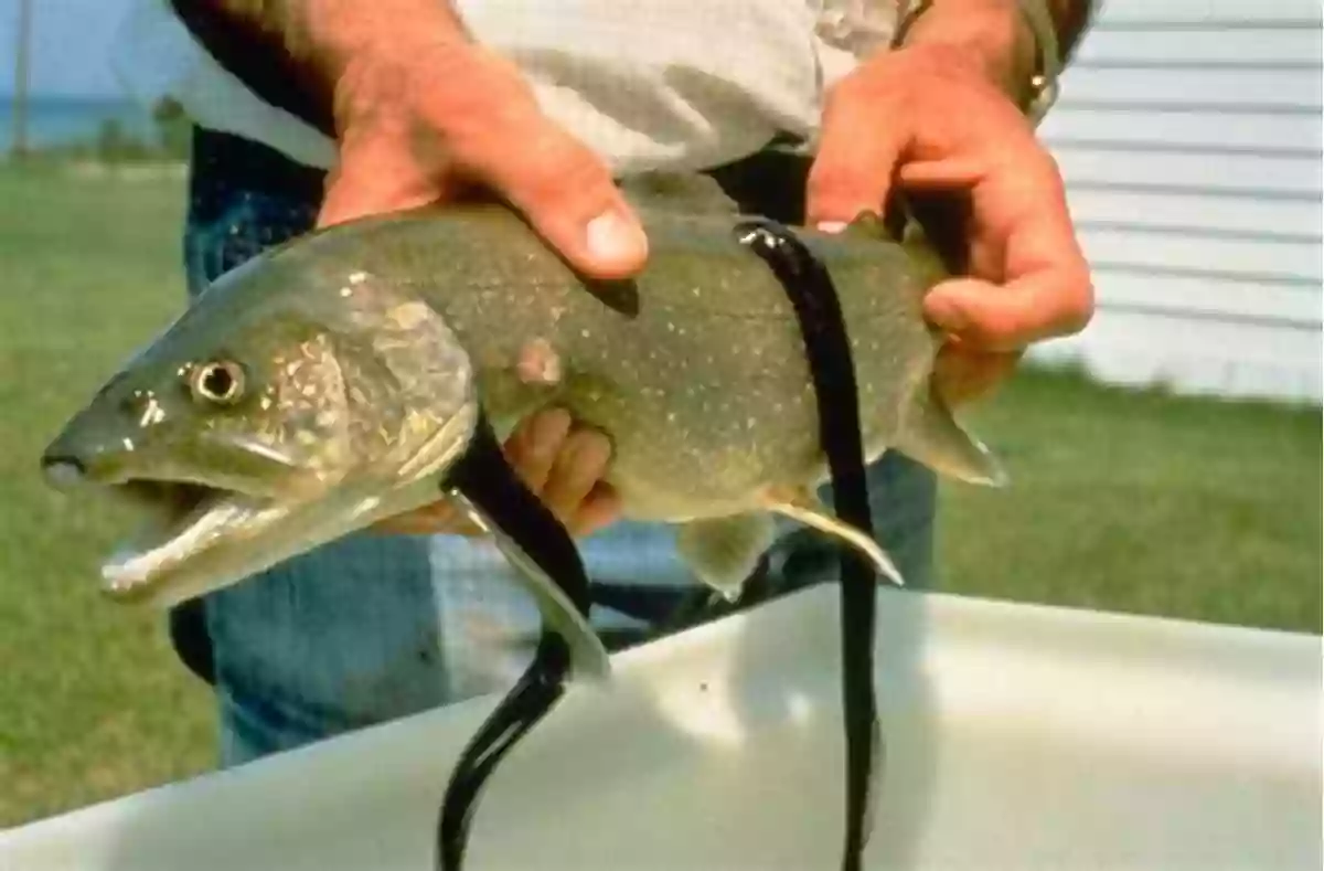 Sea Lamprey Attacking Another Fish In The Freshwater Ocean Lake Erie Stories: Struggle And Survival On A Freshwater Ocean