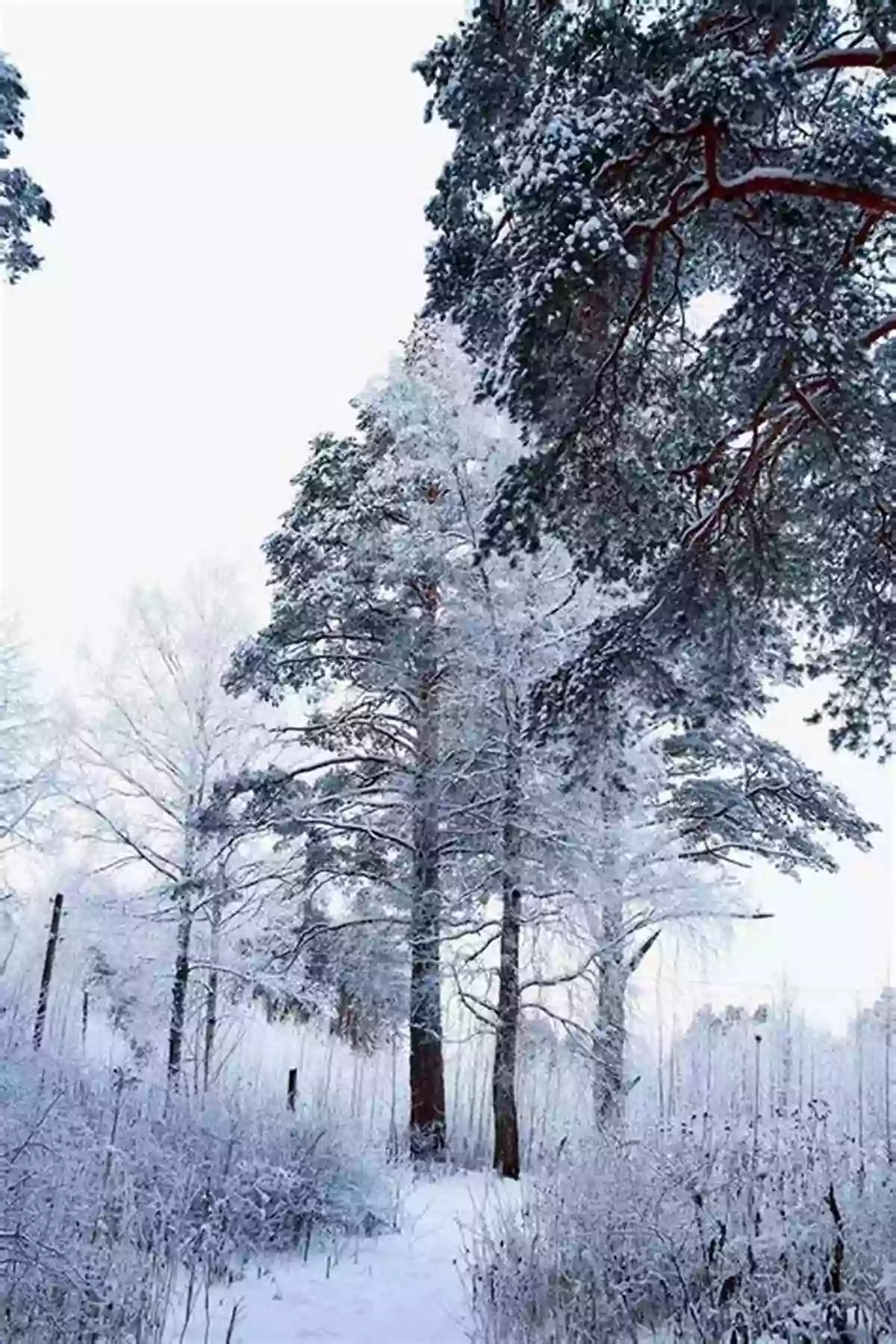 Snow Covered Forest With Tall Pine Trees And A Path Leading Into The Woods Discover Nature In Winter (Discover Nature 6)